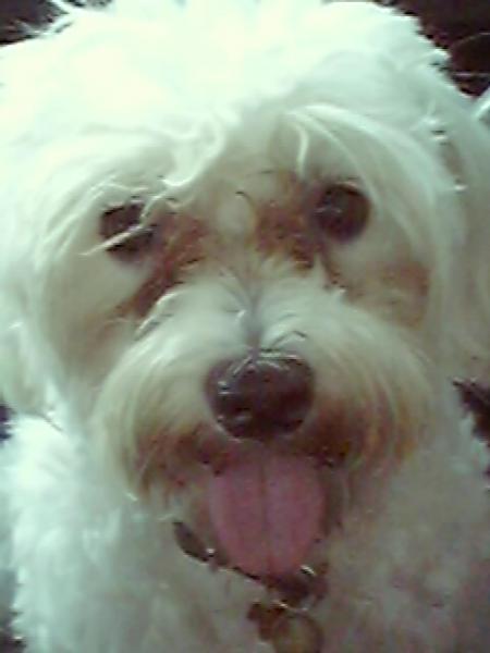 ...ma chienne...